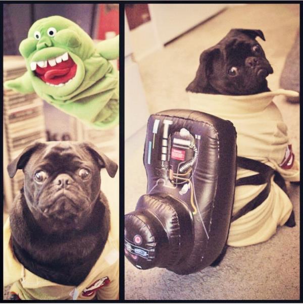 /Images/uploads/PUG NATION RESCUE OF LOS ANGELES/pugnationcalendar/entries/2432thumb.jpg